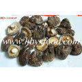 5.5cm herauf getrockneter nahrhafter glatter Shiitake Pilz